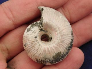 A Larger Polished 100 Natural PYRITIZED Ammonite Fossil From Russia 2.  9 e 6