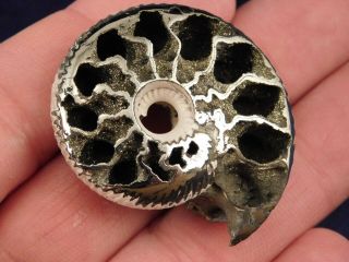 A Larger Polished 100 Natural PYRITIZED Ammonite Fossil From Russia 2.  9 e 7