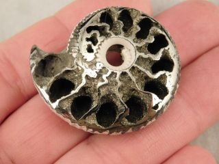 A Larger Polished 100 Natural PYRITIZED Ammonite Fossil From Russia 2.  9 e 8