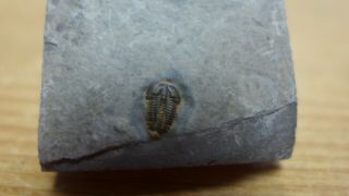 Geological Enterprises Cambrian Fossil Trilobite Brachyaspidion Microps Utah