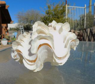 Tridacna Squamosa W/peach Hinge Fluted Ruffled Clam Shell Matched Pair,  7 - 1/2 "