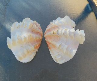 Tridacna Squamosa w/Peach Hinge Fluted Ruffled Clam Shell Matched Pair,  7 - 1/2 