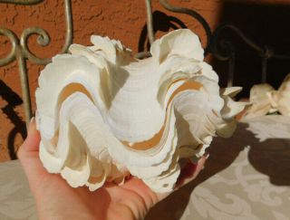 Tridacna Squamosa w/Peach Hinge Fluted Ruffled Clam Shell Matched Pair,  7 - 1/2 