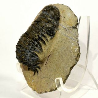83mm Phacops Trilobite Fossil On Matrix Devonian Period Hypsipariops - Morocco