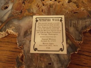 Gymnosperm Pine Sequoia Tamarack Petrified Wood Polished Round 12 