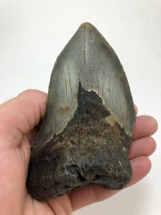 5.  23” Megalodon Fossil Giant Shark Teeth All Natural Large Ocean Tooth (842)