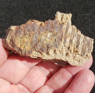 Fossil Dinosaur Partial Jaw Bone Hell Creek Montana