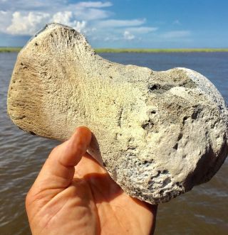Fossil Whale Humerus,  Pliocene Aurora,  Nc