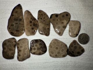Polished Petoskey Stones Slabs
