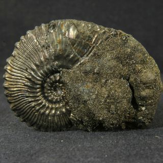 1.  7in (4.  2cm) Incredible Shine Pyrite Ammonite Kosmoceras Callovian Fossil Russia