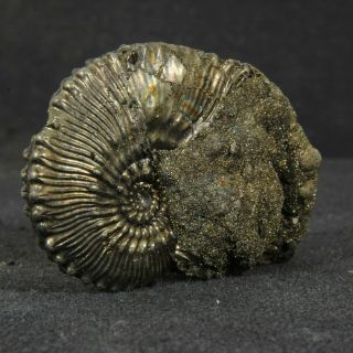 1.  7in (4.  2cm) incredible shine pyrite Ammonite Kosmoceras Callovian fossil Russia 2