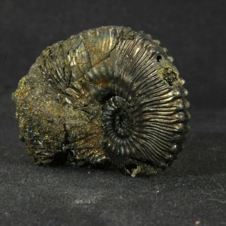 1.  7in (4.  2cm) incredible shine pyrite Ammonite Kosmoceras Callovian fossil Russia 4