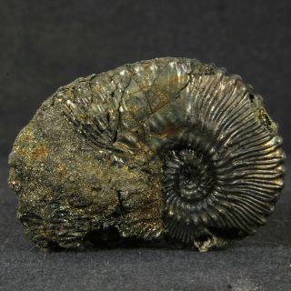 1.  7in (4.  2cm) incredible shine pyrite Ammonite Kosmoceras Callovian fossil Russia 5