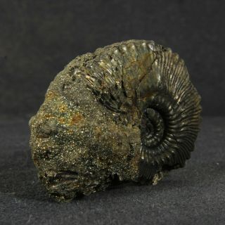 1.  7in (4.  2cm) incredible shine pyrite Ammonite Kosmoceras Callovian fossil Russia 6