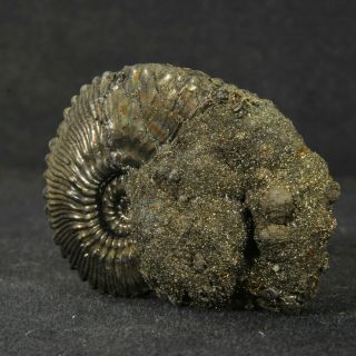1.  7in (4.  2cm) incredible shine pyrite Ammonite Kosmoceras Callovian fossil Russia 8