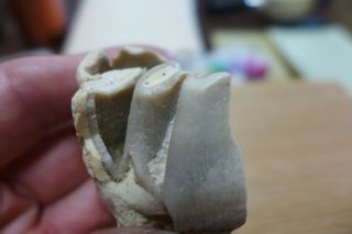 Geological Enterprises Pliocene Fossil Tooth Telioceras Oklahoma
