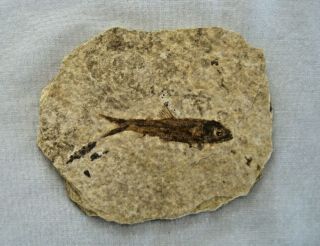 Fossil Fish Knightia Alta Green River Shale Wyoming 45 Million