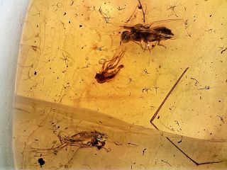 Burmese Cretaceous Amber/burmite 2 Diptera Fly Insect Inclusion Zx101 0.  51g