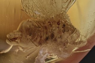 Mite Suck To Cicada Fossil Inclusion Baltic Amber,  Hq Pic 181023