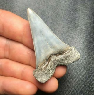 Colorful 1.  90 " Mako Shark Tooth Teeth Fossil Sharks Necklace Jaws Jaw Megalodon