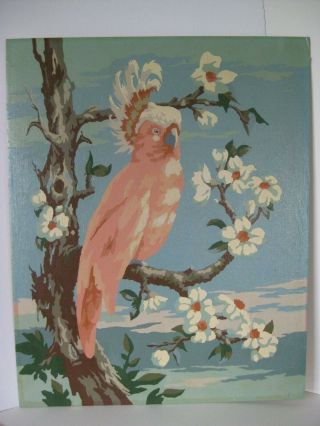 Vintage Cockatoo Paint By Number Parrot Pink 16 " X 20 "