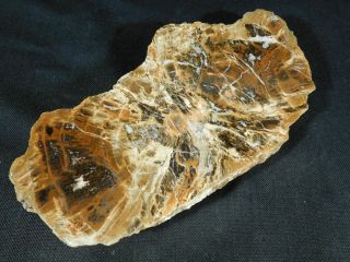 A Larger Polished Petrified Wood Fossil From The Henry Mountains Utah 810gr E