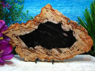 Petrified Wood Complete Round Slab Wbark Gorgeous Obsidian Copper Honey 13 - 1/4 "