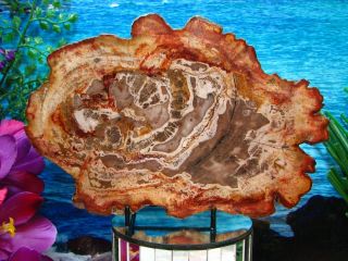 Petrified Wood Complete Round Slab W/bark Stunning Copper Rust Mink Honey 8 - 1/2 "