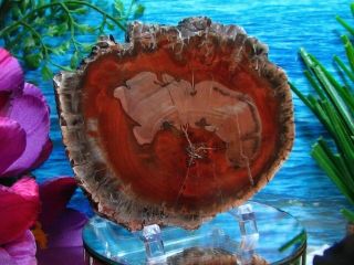 Petrified Wood COMPLETE ROUND Slab w/Bark SPECTACULAR BLAZING RED - ORANGE 5 