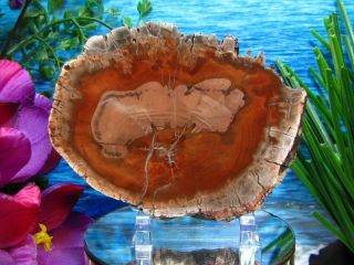 Petrified Wood COMPLETE ROUND Slab w/Bark SPECTACULAR BLAZING RED - ORANGE 5 