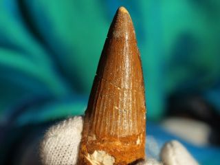 Large Spinosaurus Dinosaur Tooth Fossil 1.  81 " Inches 112 Million Years Old