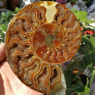 237g Madagascar Ammonite Fossil Nautilus Shell Cut Slices Specimen
