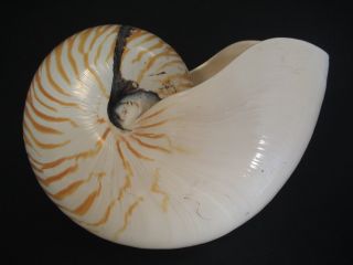 A Beauty.  Nautilus Pompilius 202mm/8 " Chambered Nautilus Seashell