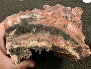 Reilly’s Rocks: Unique Colors,  Arizona Petrified Wood,  Saint Johns Az.  2.  75 Lb