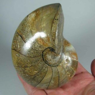 4.  1 " Whole Nautilus Polished Fossil Shell - Madagascar - 1.  3 Lbs.