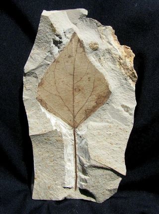 Extinctions -,  Large Poplar Leaf Fossil - Colorful & Detailed