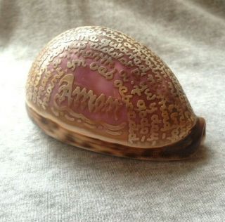 Rare Antique Carved Decorative Cowrie/tiger Sea Shell - Lords Prayer In Welsh