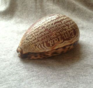 Rare Antique Carved Decorative Cowrie/Tiger Sea Shell - Lords Prayer in Welsh 2