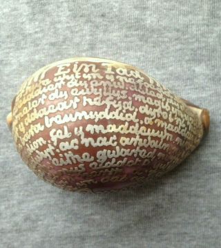Rare Antique Carved Decorative Cowrie/Tiger Sea Shell - Lords Prayer in Welsh 3
