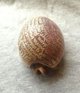 Rare Antique Carved Decorative Cowrie/Tiger Sea Shell - Lords Prayer in Welsh 4