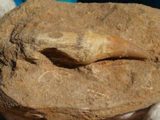 Mosasaur Dinosaur Tooth Fossil With Full Root Matrix 4.  5 " Inches