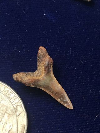 Rare Anomotodon Toddi Fossil Cretaceous Goblin Shark Tooth Poison Springs,  Co