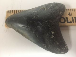 Huge 4 " Megalodon Shark Tooth Black Fossil Teeth