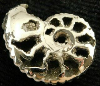 A Polished 100 Natural Pyrite Ammonite Fossil From Mikhaylov Mine Russia 5.  05 E
