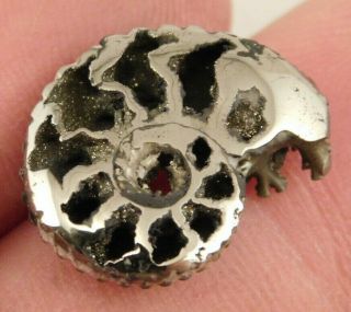 A Polished 100 Natural PYRITE Ammonite Fossil From Mikhaylov Mine Russia 5.  05 e 2