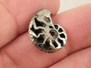 A Polished 100 Natural PYRITE Ammonite Fossil From Mikhaylov Mine Russia 5.  05 e 4