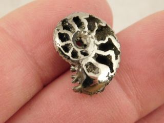 A Polished 100 Natural PYRITE Ammonite Fossil From Mikhaylov Mine Russia 5.  05 e 7