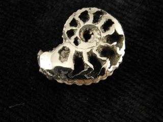 A Polished 100 Natural PYRITE Ammonite Fossil From Mikhaylov Mine Russia 5.  05 e 8