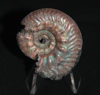 Ammonite Sublunuloceras Pseudopunctatum Fossil Callovian Jewelry Russia