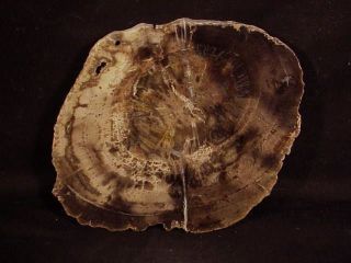 Rw Woodworthia " Petrified Wood Round " From Arizona